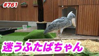 迷うふたばちゃんthinking about...掛川花鳥園#ハシビロコウふたばNo.761shoebill Futaba