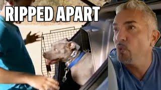 How To Fix A Rescue Pitbull's Bad Habits | Cesar 911 Season 1, Ep. 4 - Part 1