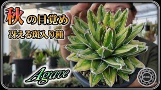 【アガベ】秋の始まり！美しい斑入りアガベと目覚める冬型植物【園芸】【多肉植物】