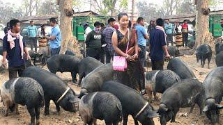 South Tripura Biggest Consumer Piglet Market in Tiprasa