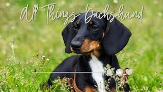 All Things Dachshunds  Summertime Dachshund Background Music & TV Screensaver 