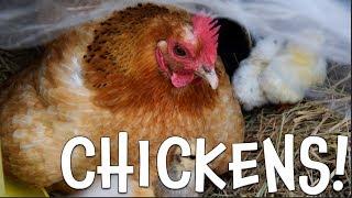 Chickens!  Learn about Chickens for Kids