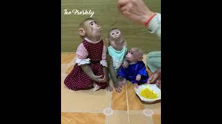 So adorable baby monkey feeling lovely that mummy take care and sharing food to eating delicious