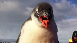 Baby Penguin Jumps on Man's Belly