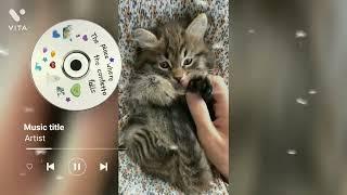 Marvelous pets at home cute and funny moments ️