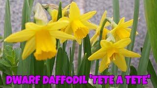 DWARF DAFFODIL , TETE A TETE , bunga daffodil mini , Details in description box