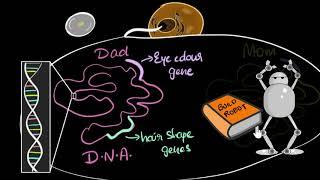 Genes, DNA & chromosomes | Heredity & Evolution | Biology | Khan Academy