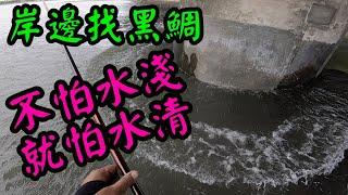 岸邊找黑鯛 不怕水淺 就怕水清