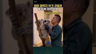 엄마 등 좋아하는 아기 코알라의 몸무게 재는 방법