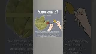 Сжигали лавр?