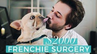 Brachycephalic Syndrome (soft palate & nares surgery)