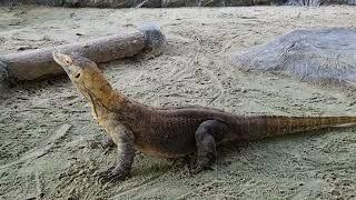 Komodo dragon