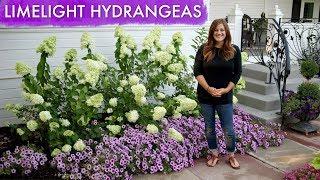 Limelight Hydrangeas // 1 Year Update // Garden Answer