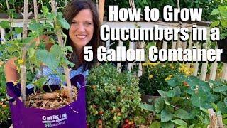 How to Grow Cucumbers in a 5 gallon Container, DIY Trellis/ Container Garden Series #3 ‍