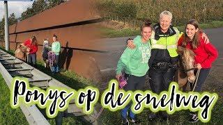 Vlog#26 Pony's vangen op de snelweg?!