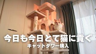 猫1匹には大きすぎるキャットタワーを貢いだら大喜びでした / MWPO(モロ)のキャットタワー