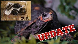 Redfoot Tortoise Unboxing Update, Outdoor Housing and Feeding
