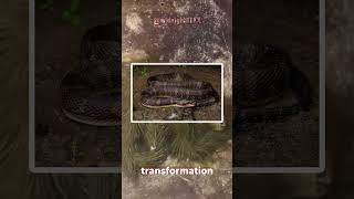  Snake or Alien? #shorts