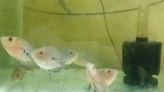 Low cost flowerhorn fish, 2inch flowerhorn, Chennai RR Aquarium