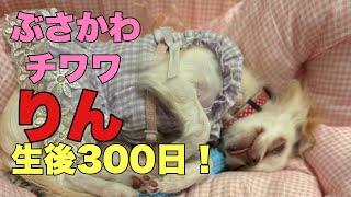 ぶさかわチワワりん。生後300日【vlog】文化の日