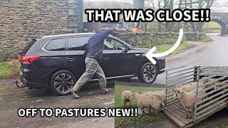 Some people!! Sheep of to pastures NEW!!