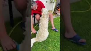 Sonny the Golden Retriever Bath Time Part 1 #shorts