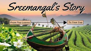 #sreemangal  Tea Garden: The Heartbeat of Bangladesh’s Tea Paradise  #tea #traveling