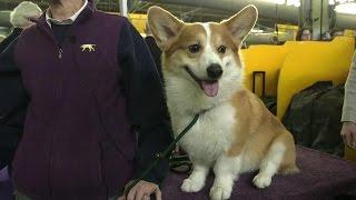 All About the Pembroke Welsh Corgi