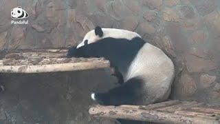 Why are pandas so lazy? | Pandaful Q&A