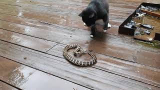 뱀vs고양이 싸움 snake cat fight