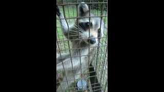 Raccoon growling and whinnying