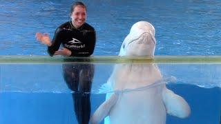 Ocean Discovery (Full Show) - Beluga Whales and Dolphins - SeaWorld San Antonio - March 3, 2023