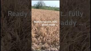 Paddy field #harvest #paddyfields  #trendingshorts