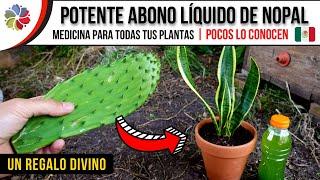  Aplica y RIEGA tus PLANTAS con NOPAL | ABONO LÍQUIDO ORGÁNICO y CASERO GRÁTIS.