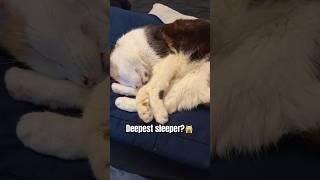 Deepest sleeping cat?  #cat #catscatscats #calicocat #cats #catshorts #shorts #cattube