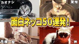 【2ch動物スレおもしろ猫50連発！】ツッコミどころ満載な猫のおもしろ動画集！パート9（鳴き声、子猫、かわいい）