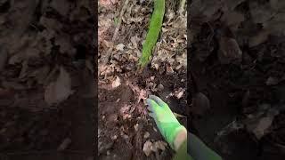 ЧТО ЭТО??? #metaldetecting #хобби #coin #shorts #shortvideo #reels #gold #золото #топ #поиск #fun