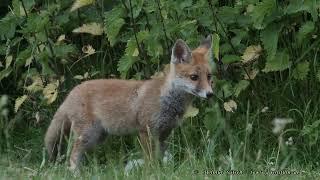 Jungfuchs freundet sich mit der Schafherde aus der Nachbarschaft an   -  4K/UHD