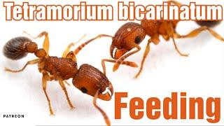 Tetramorium Bicarinatum Feeding