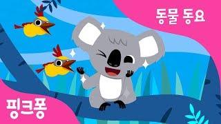 귀여운 코알라 | 코알라송 | 동물 동요 | 핑크퐁! 인기동요