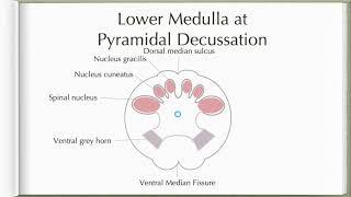 Neuroanatomy with Chimmalgi