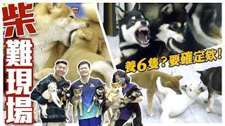 柴難現場！？6隻多犬教戰！｜熊爸估狗