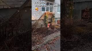 The special cats' outdoor installation to get them outside #catvideos #catoutdoor #funnycats #meaow