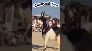 Pahari Goat #shayancattlefarm #goat #youtube #youtubeshorts #short #trending #viral #cow #animals