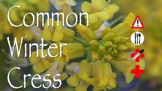 Common Winter Cress: Edible, Medicinal & Cautions