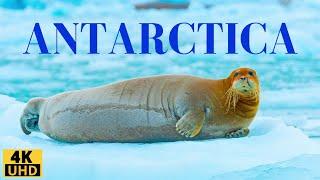 Antarctica 4k : The most amazing animals of the Southern Continent | Nature Film