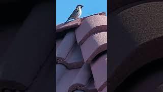 Sparrow in Corrales Gas station roof