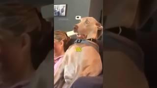 How Dogs See TV Colors