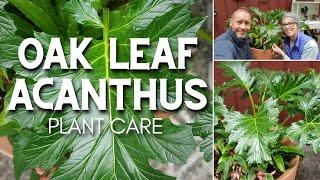  Oak Leaf Acanthus - Friday Plant Chat 