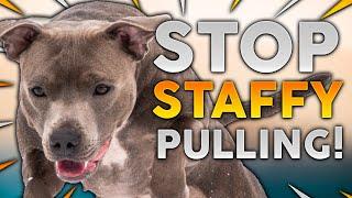 STAFFORDSHIRE BULL TERRIER TRAINING! How To Stop Your Staffy From Pulling On Walks!